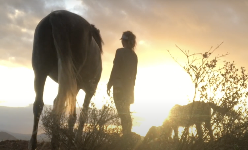 WATCH: Cape Town artists captures the spirit of the horse with paint