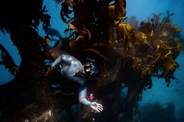 Snaps and videos that’ll ignite your curiosity about underwater Cape Town