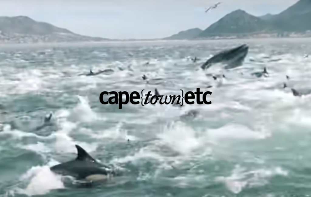 WATCH: Super-pods of whales flock to Cape Town's two oceans