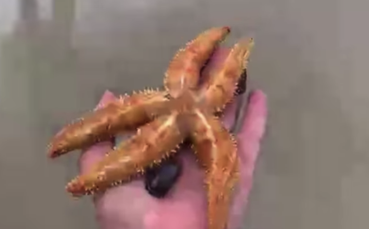WATCH: Hundreds of starfish rescued after washing up on Cape Town beach