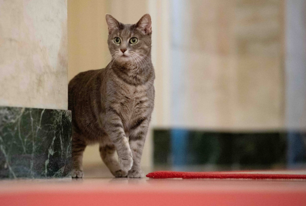The cat has landed - meet the cutest member of the White House