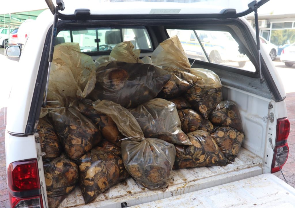 Three suspects arrested for being in possession of abalone worth R700 000