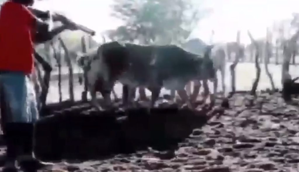 WATCH: NSPCA outraged following man ruthlessly shooting cattle in "act of revenge"