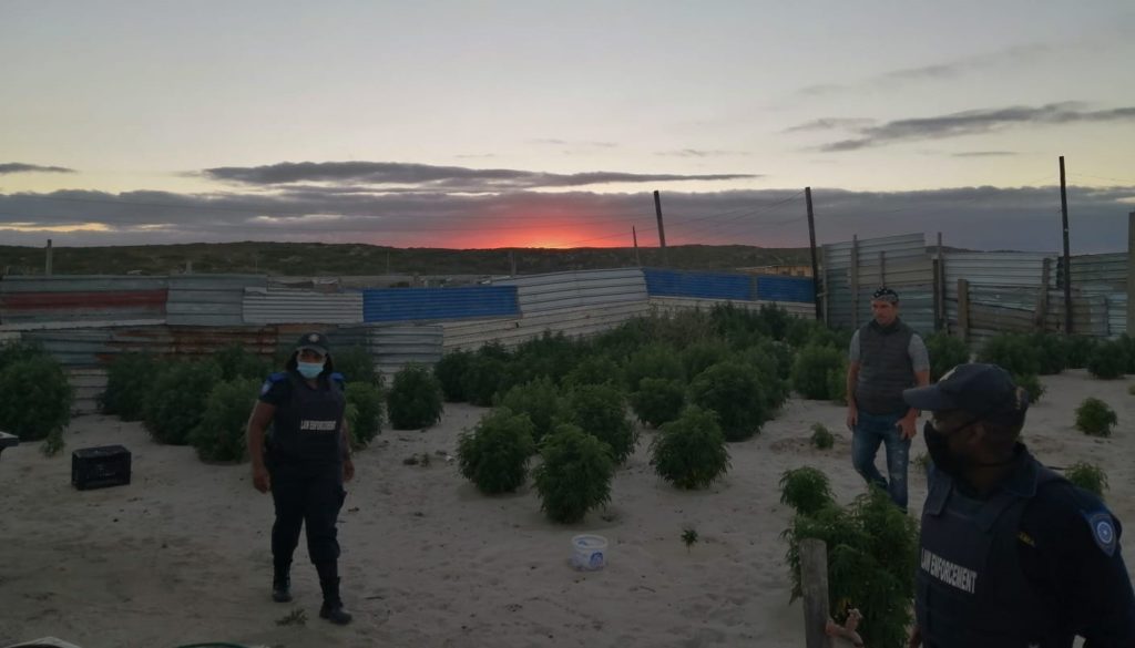 32-year-old male arrested for illegally cultivating cannabis