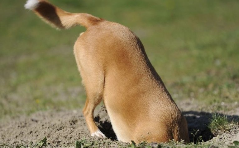 Is your dog a digger? Here are a few tips on what to do