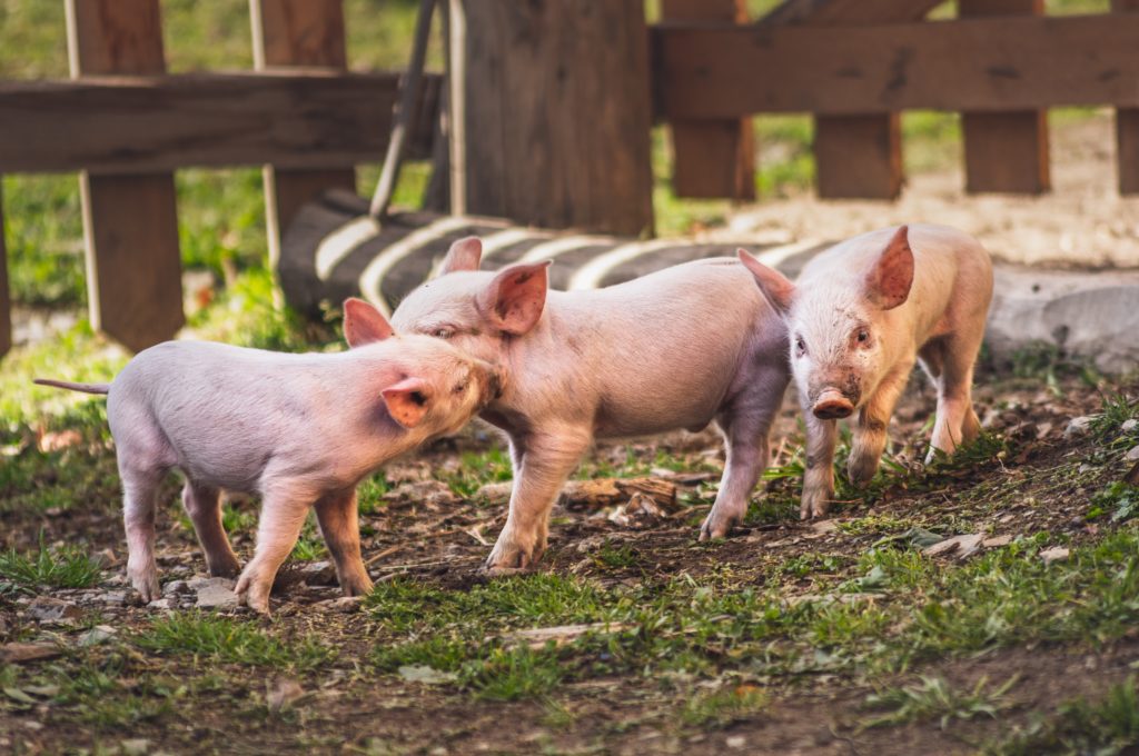 Authorities detect African Swine Fever in the Southern Cape