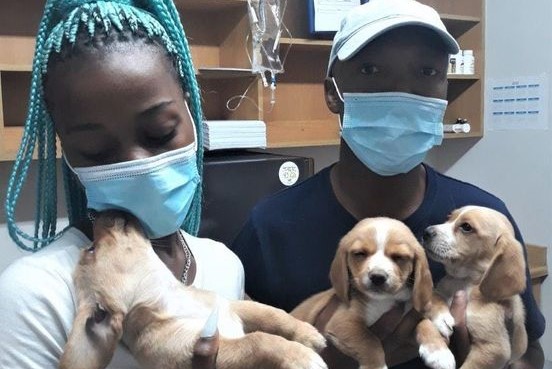 Dramatic surge in Parvovirus cases since the start of New Year
