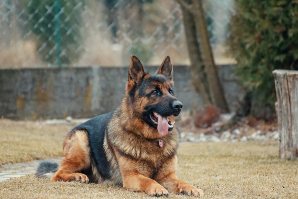 German Shepherd kidnapped for ransom, saved by a local woman from Ocean View