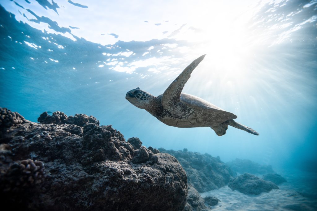 44 Endangered sea turtles get a second chance at life thanks to the Two Oceans Aquarium