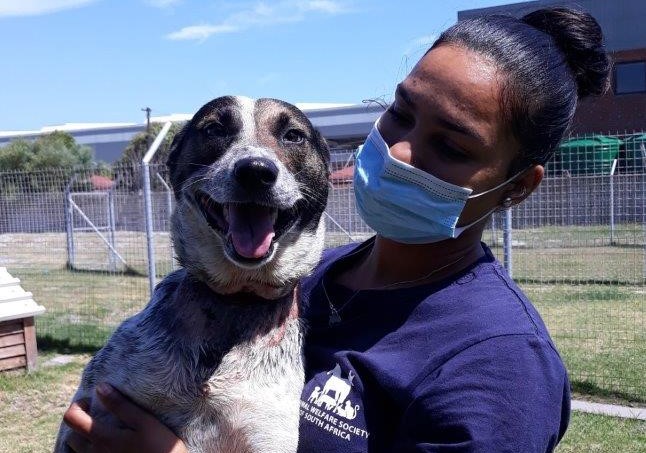 AWS SA says abused Woodlands dogs on the road to a remarkable recovery