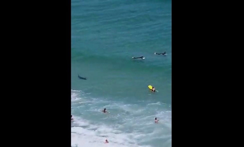 WATCH: Shark greets beachgoers in Cape waters