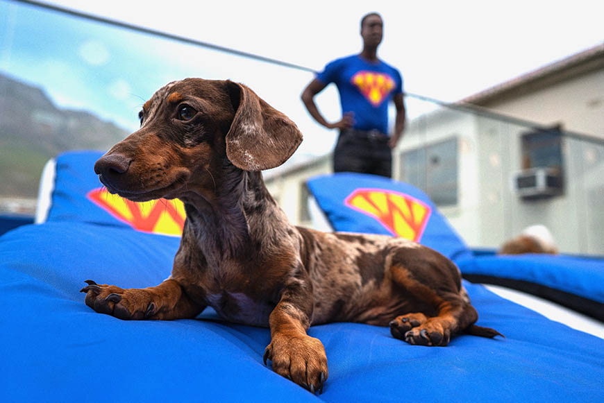 Look! Cape Town's '6-star' dog hotel is making headlines around the world!