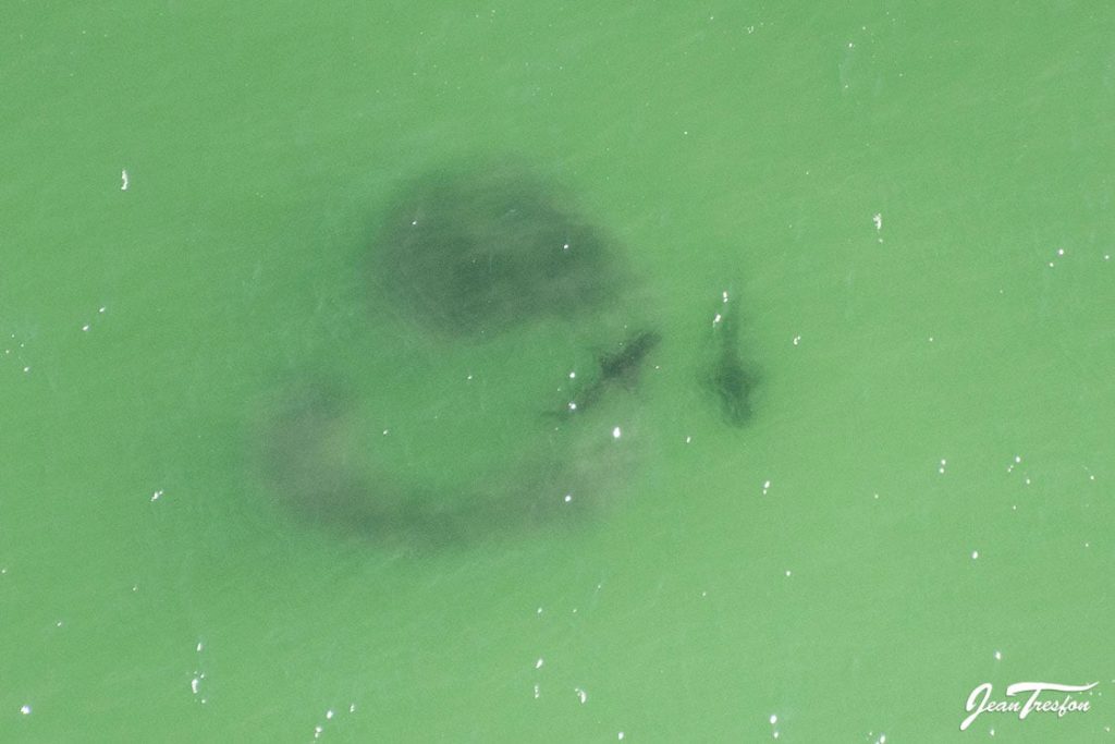 Look! Massive sharks photographed feeding in Muizenberg, Cape Town