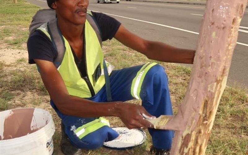 Trees painted to curb bark-stripping in Durbanville, says COCT Recreation and Parks Department
