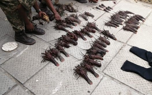 Three diver suspects arrested for being in possession of West Coast Rock Lobsters