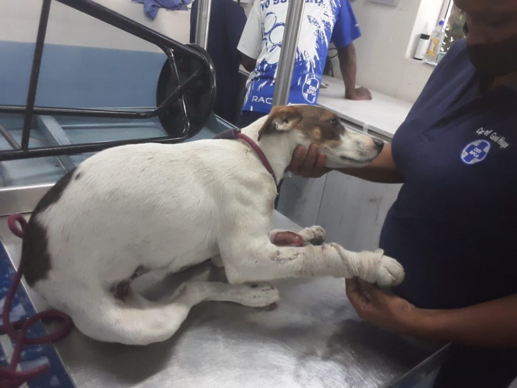 Injured dog who was hit by a car confiscated after owner refuses to seek veterinary help