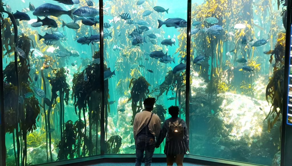 A few new and incredible ways to experience the Two Oceans Aquarium
