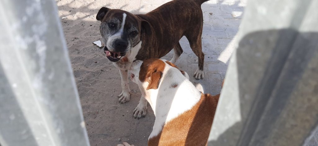 Two Pitbulls confiscated after being abandoned on a property in Kraaifontein