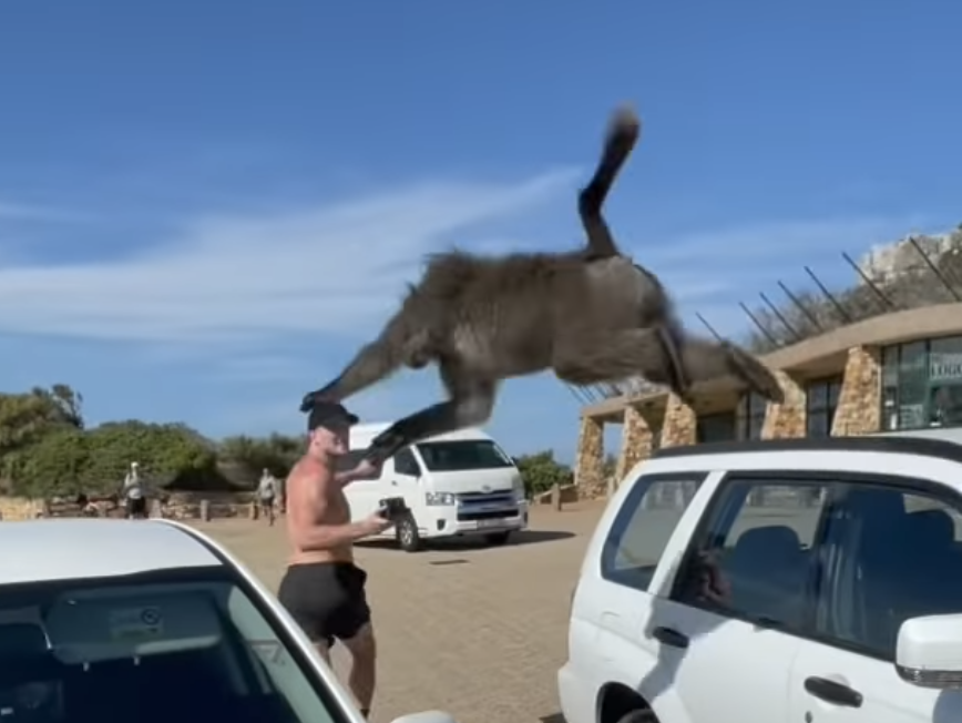 Watch: Celebrity Logan Paul robbed by baboons, his reaction should be a lesson to all