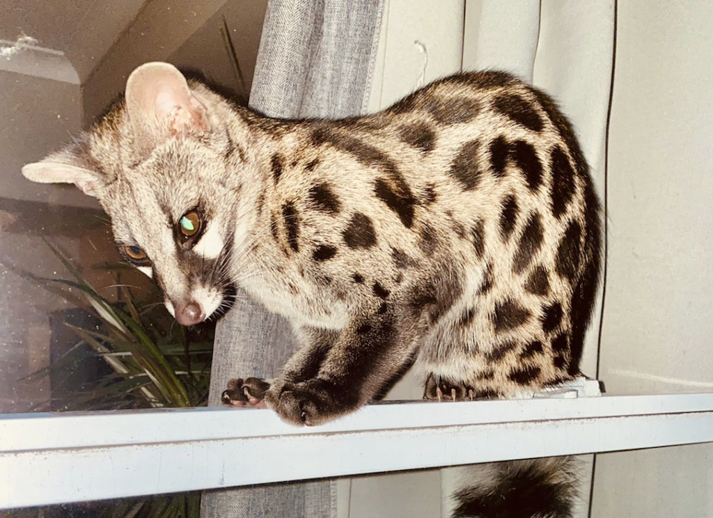 Look! Genet visits two Clifton residents on their 4th floor balcony
