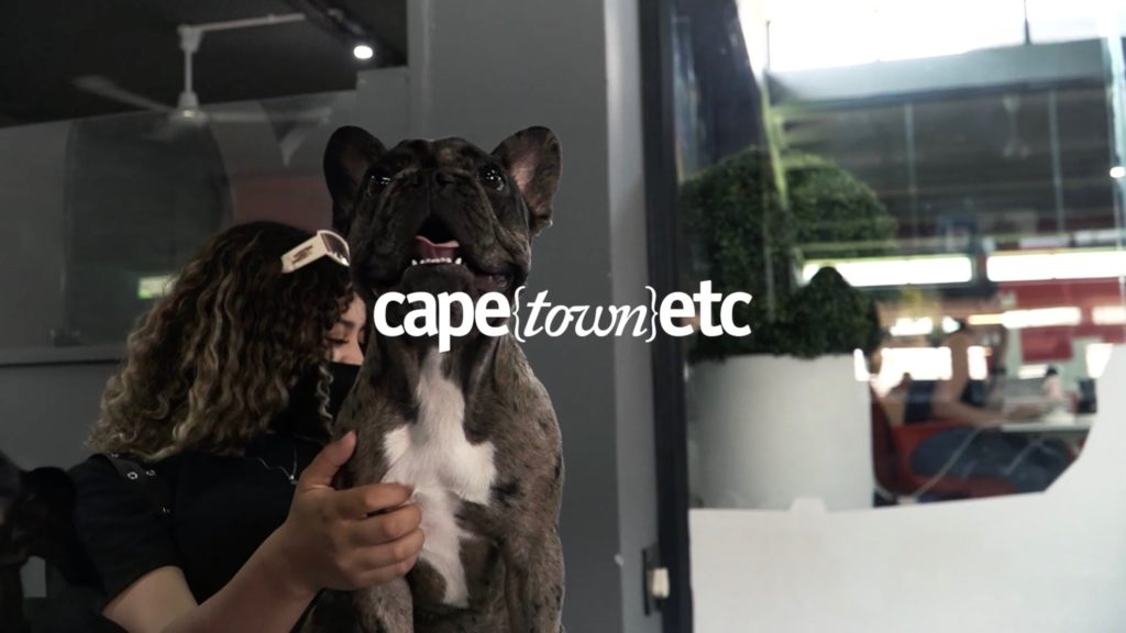 WATCH: A peek into SUPERWOOF, Cape Town's "6-star" dog hotel!
