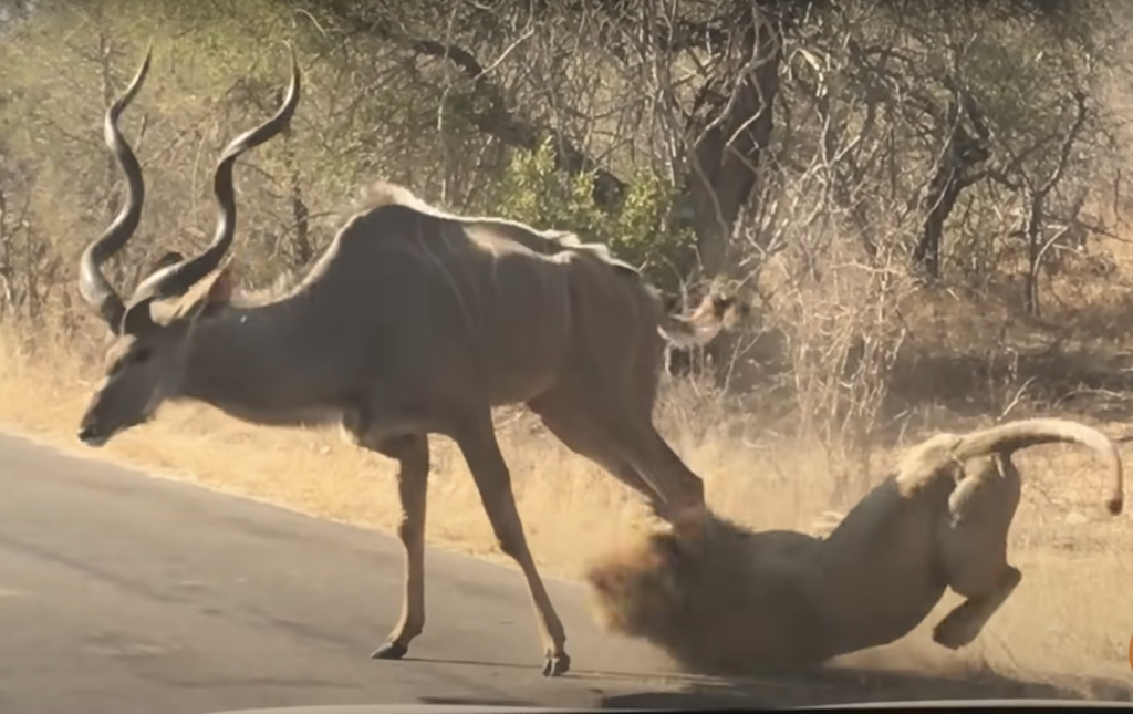 Cape Town to Kruger? This epic video is tempting us...