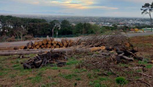Here's how Capetonians can collect free firewood at Rhodes Memorial