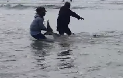 WATCH: Several Bronze whaler sharks removed from fishing net at Muizenberg Beach