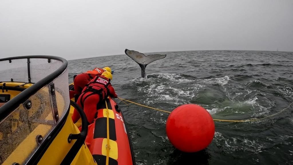 NSRI saves a Humpback whale from an entanglement of fishing ropes in the West Coast