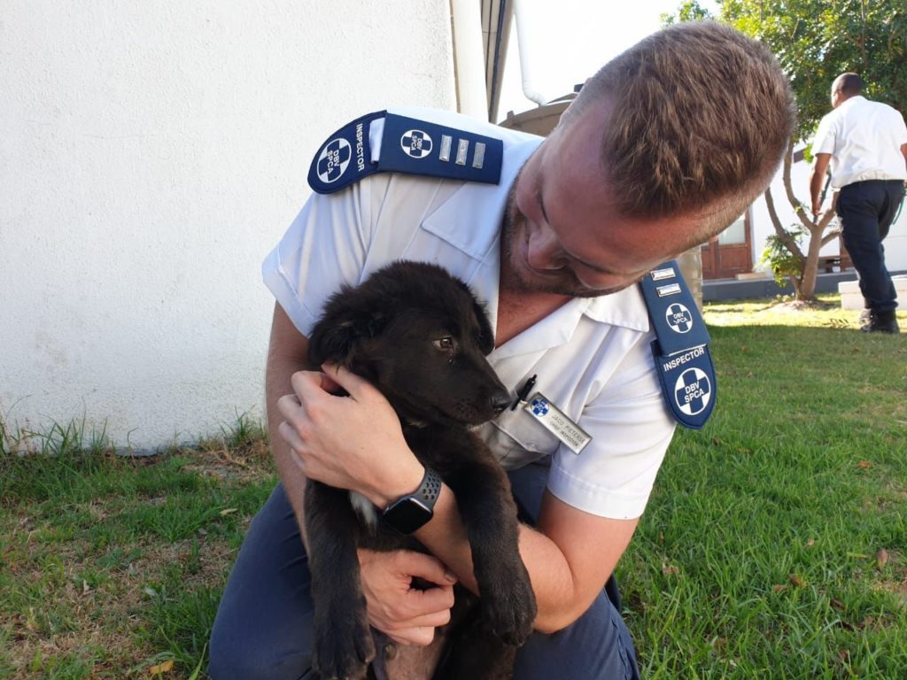Suspect arrested for using a helpless puppy to beg for money in Cape Town