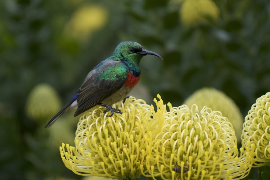 Step into bird paradise with these birdwatching spots in Cape Town 