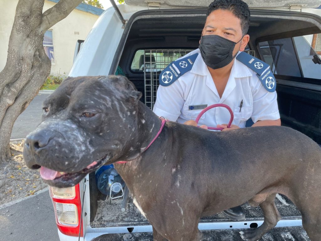 Owner charged with animal cruelty in connection to dogfighting