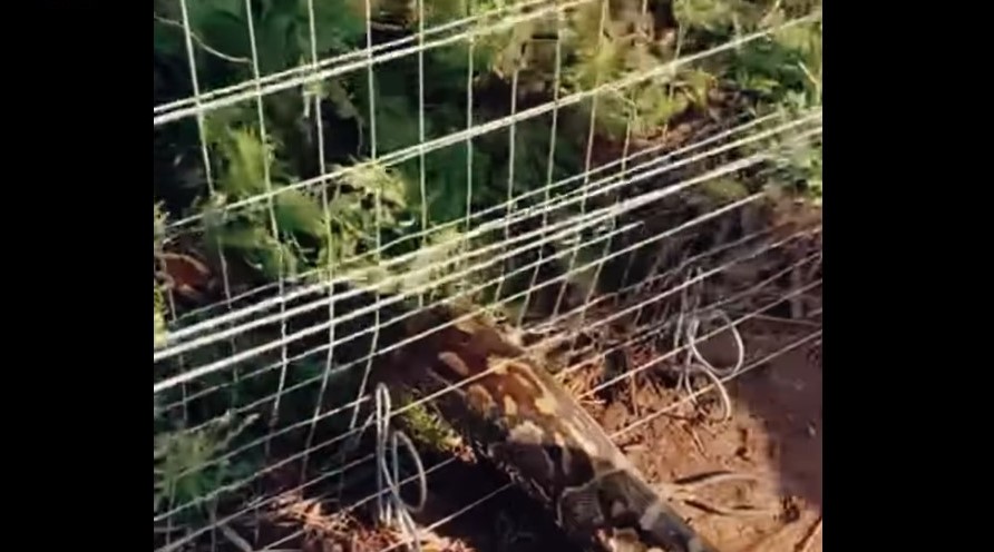 WATCH: Good Samaritans rescue python trapped in electric fence in SA