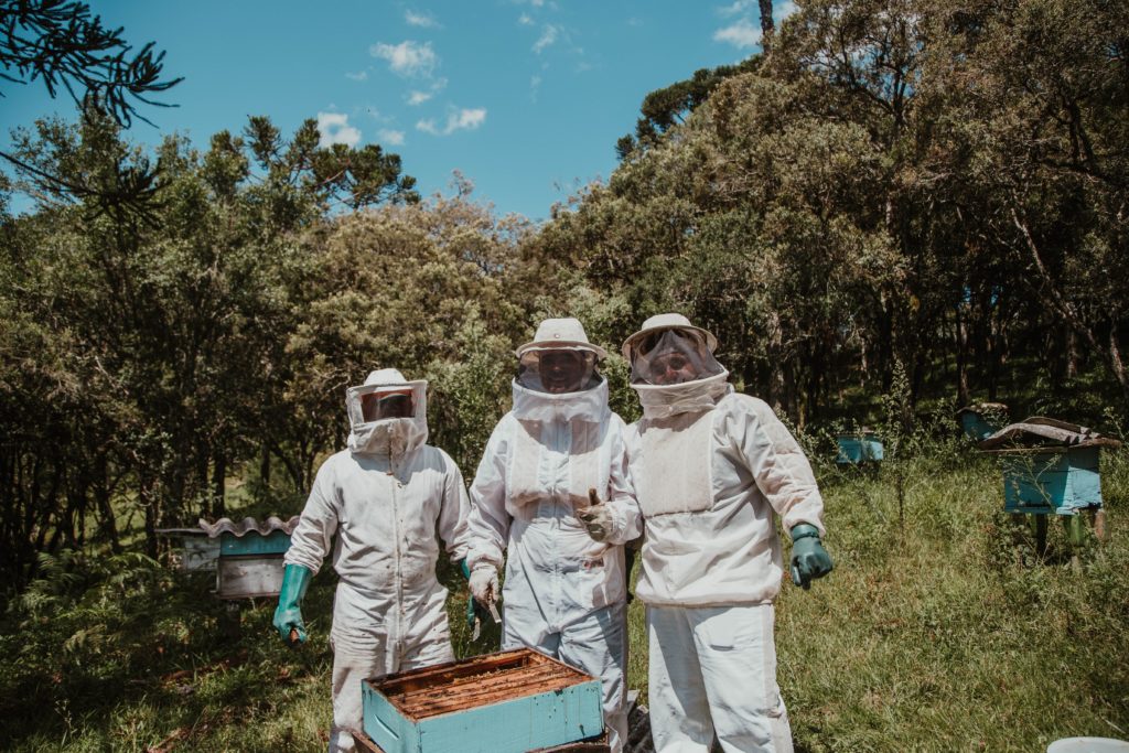 Western Cape residents warned about illegitimate bee removal service providers