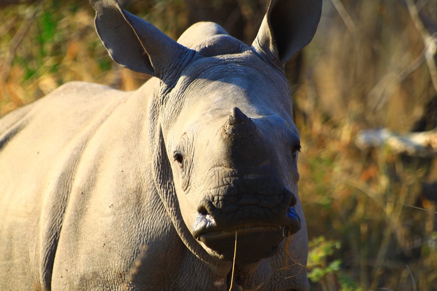 Rhinos are still being targeted as 451 were poached in SA in 2021