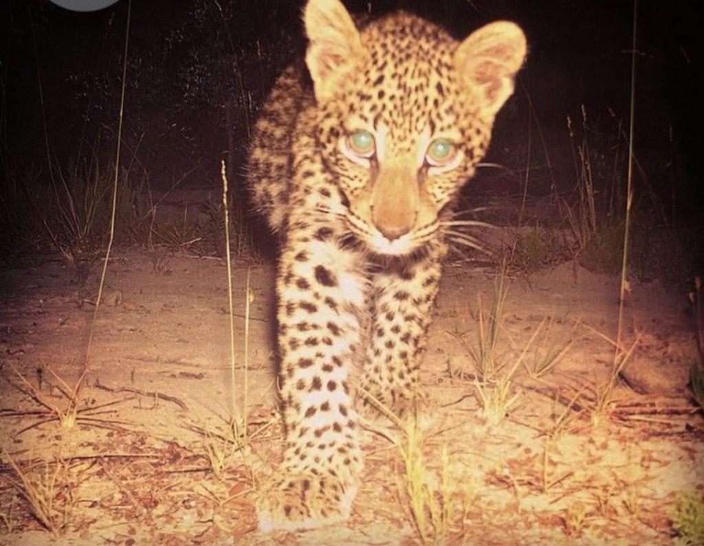 adordable leopard cub to make you happy