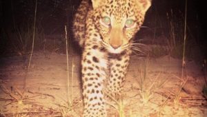 adordable leopard cub to make you happy