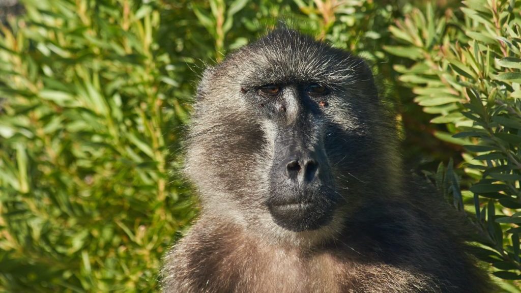 Constantia baboon shooter to face criminal charges