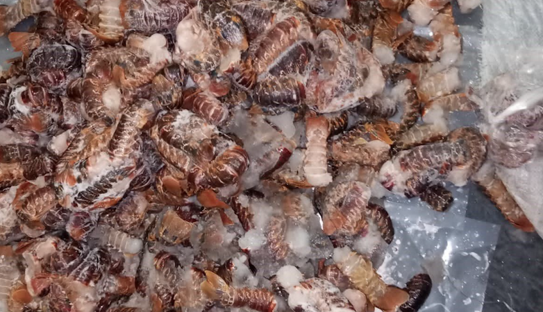 Crayfish poacher arrested, caught with West Coast rock lobster tails in Cape Town