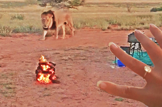 A roaring proposal! A lion joined this Cape Town couple's engagement