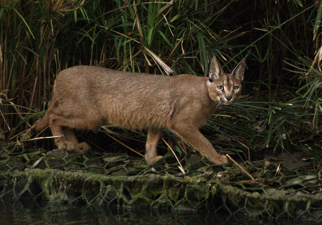 Look! Gorgeous caracal spotted at Intaka Island, Century City