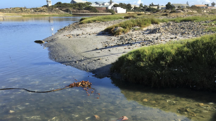 City of Cape Town to investigate fish die-off in Milnerton Lagoon