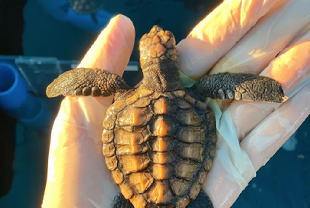 Turtle Hatchling Season graces the Western Cape – what you need to know