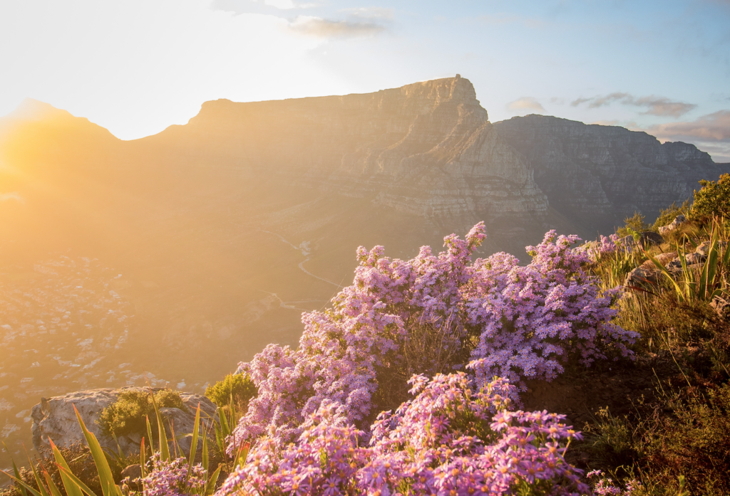 Table Mountain National Park receives generous funding in biodiversity initiative!