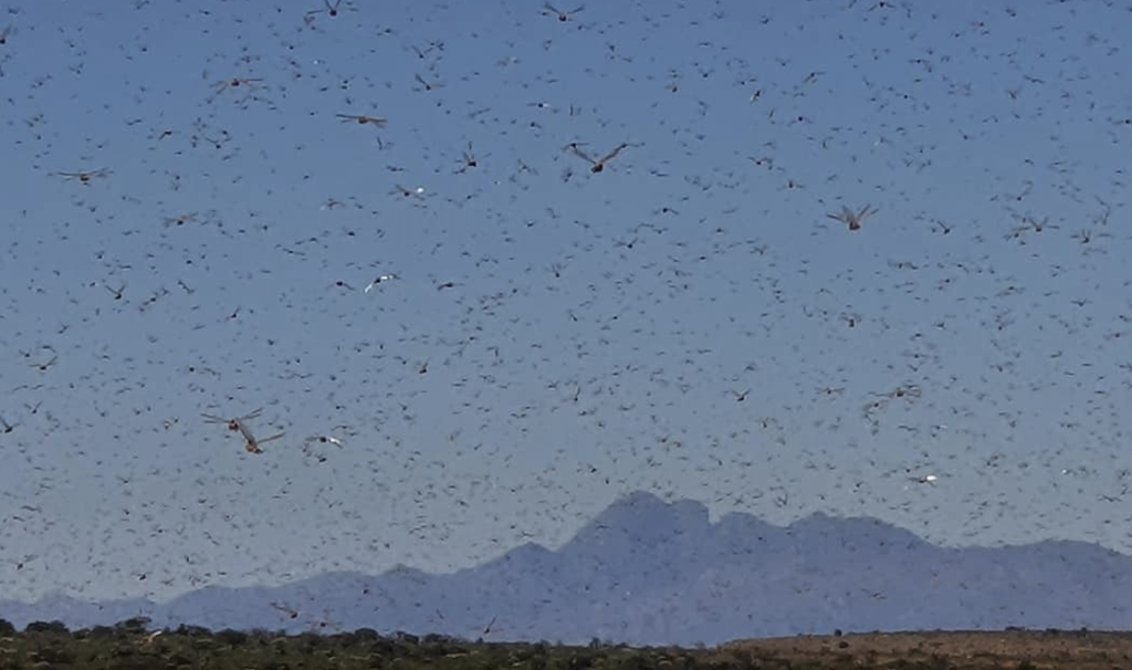 VIDEO: Locusts descend on parts of the Western and Eastern Cape
