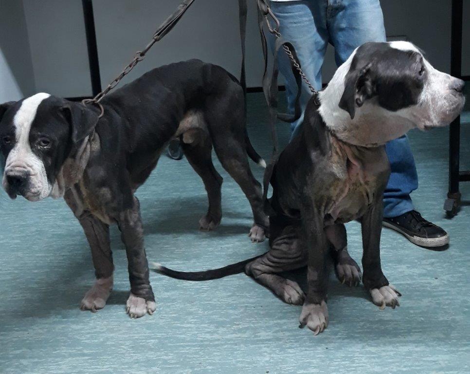 Severely malnourished and neglected Pitbull brothers saved