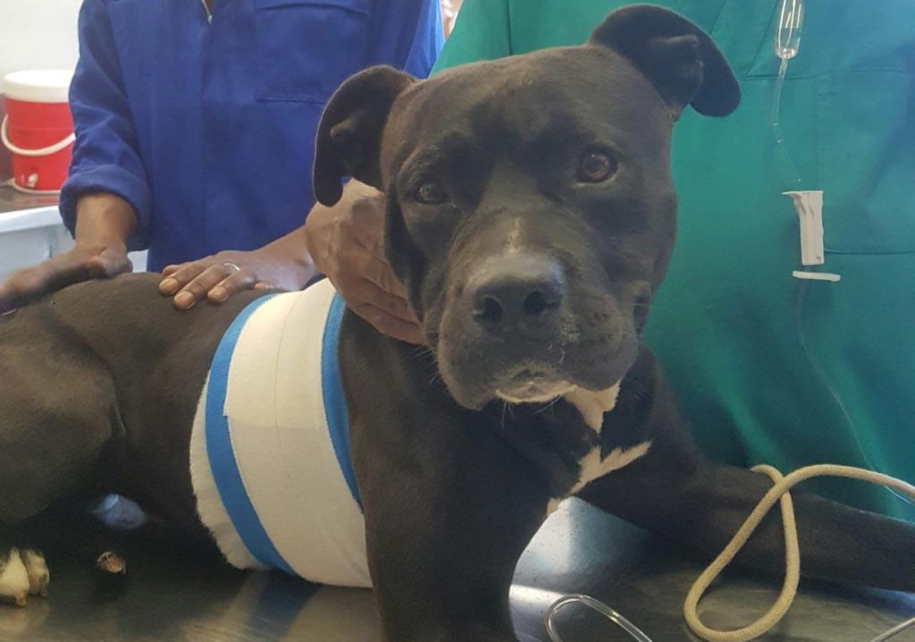 Pitbull reportedly gunned down by SAPS and left to die