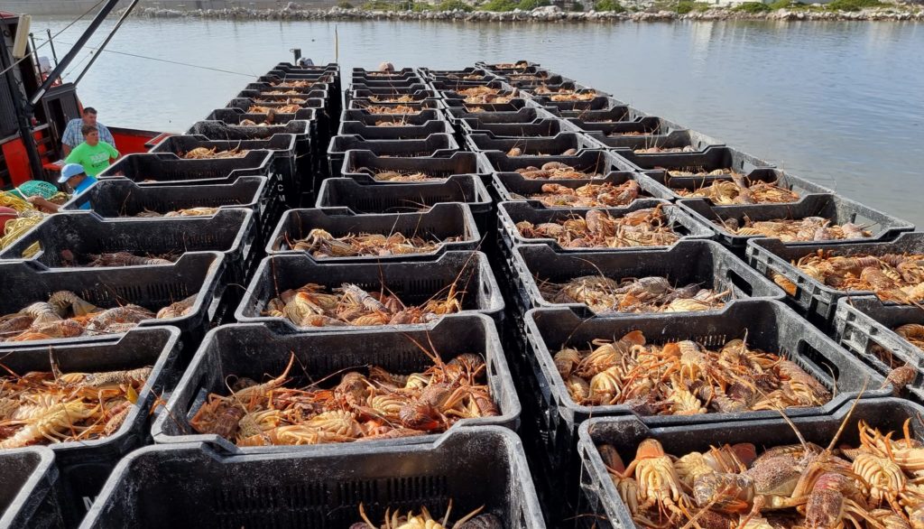 Look! Six tons of crayfish deposited back into the sea following serious red tide