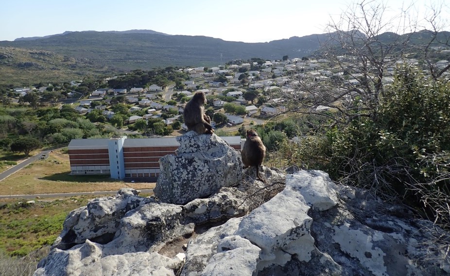 What GPS trackers reveal about Cape Town's baboon troop movements