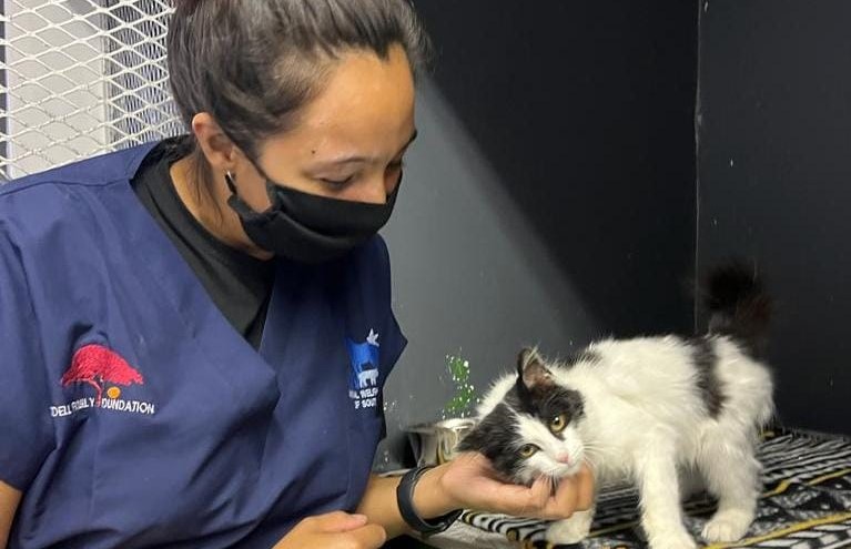 Kitten survives surgery to remove embedded fish hooks